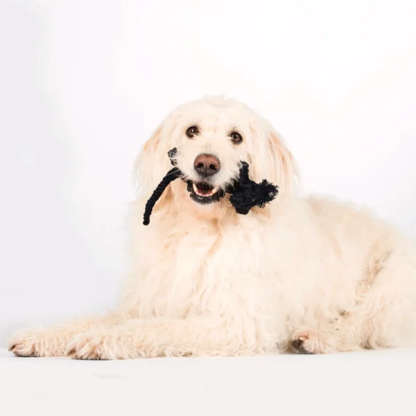Kater Casanova Spielzeug für Hunde – Bild 4