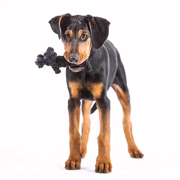 Kater Casanova Spielzeug für Hunde – Bild 2