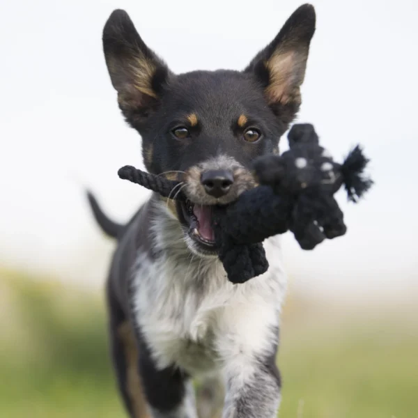Kater Casanova Spielzeug für Hunde – Bild 3