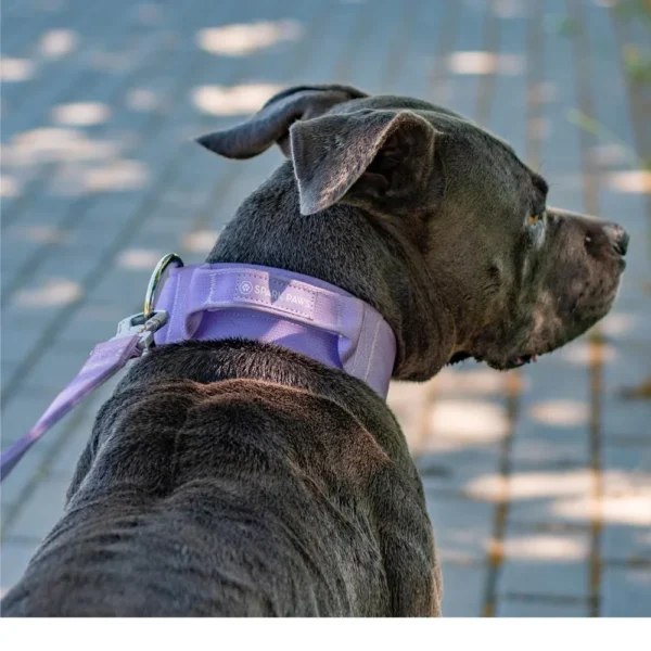 Halsband mit Haltegriff – Bild 7