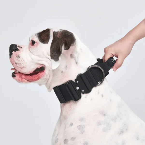 Halsband mit Haltegriff