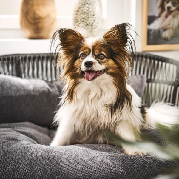Prado Design Hundebett – Bild 5