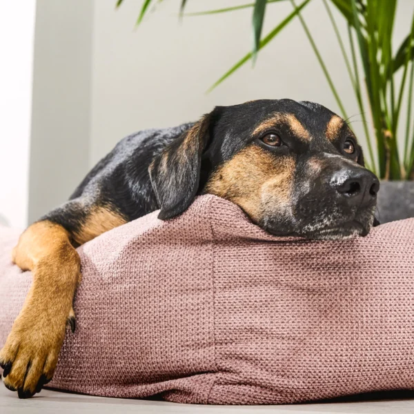 Classic Hundebett Tudor – Bild 3