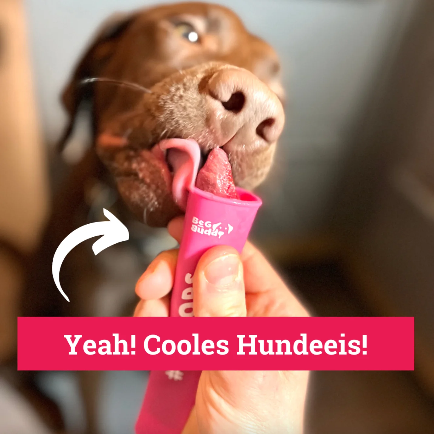 ICEPOPS für DIY Hundeeis – Bild 3