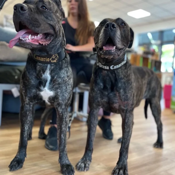 Zwei Hunde der Rasse Presse Canario die ein Biothane Halsband von Haylee und Buma tragen.