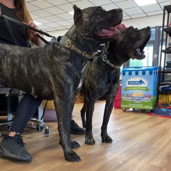 Zwei Hunde der Rasse Presse Canario die ein Biothane Halsband von Haylee und Buma tragen.