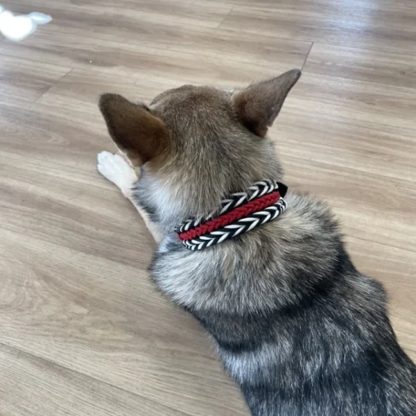 Halsband für Hunde aus dem Material Paracord. Das Halsband hat ein Biothane Adapter. Das Halsband besteht aus den Farben, schwarz rot und weiß. Ein Hund trägt das Halsband.