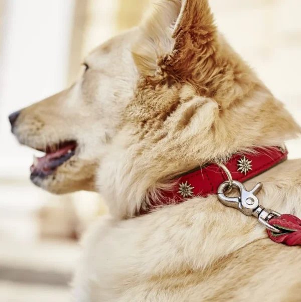 Elegantes Hundehalsband mit Applikationen – Bild 4