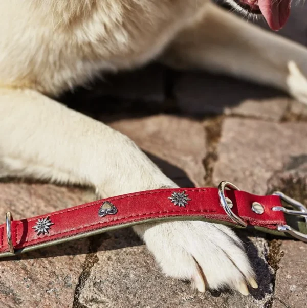 Elegantes Hundehalsband mit Applikationen – Bild 3