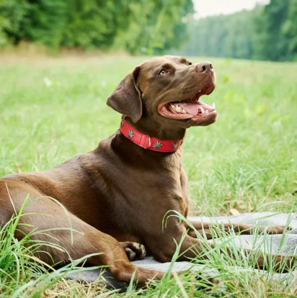 Elegantes Hundehalsband mit Applikationen – Bild 2