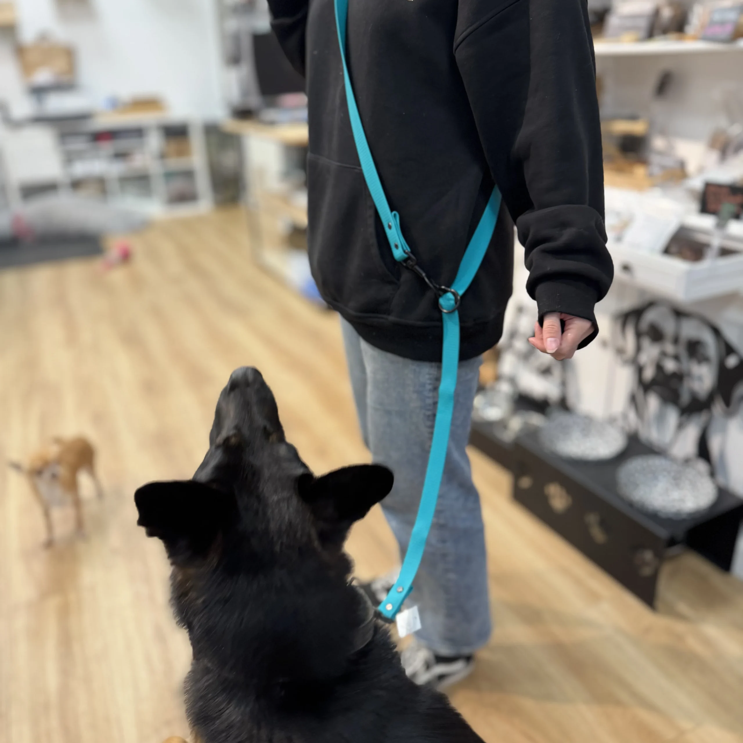 Handsfree Hunde Leine aus Hexa – Bild 2