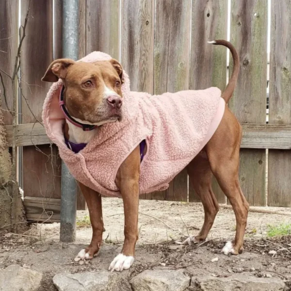 Teddy Sherpa Hundejacke - Rosa – Bild 4