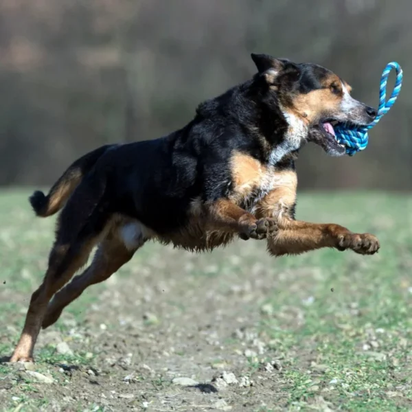 Maxi Schleuderball Spielzeug für Hunde – Bild 3