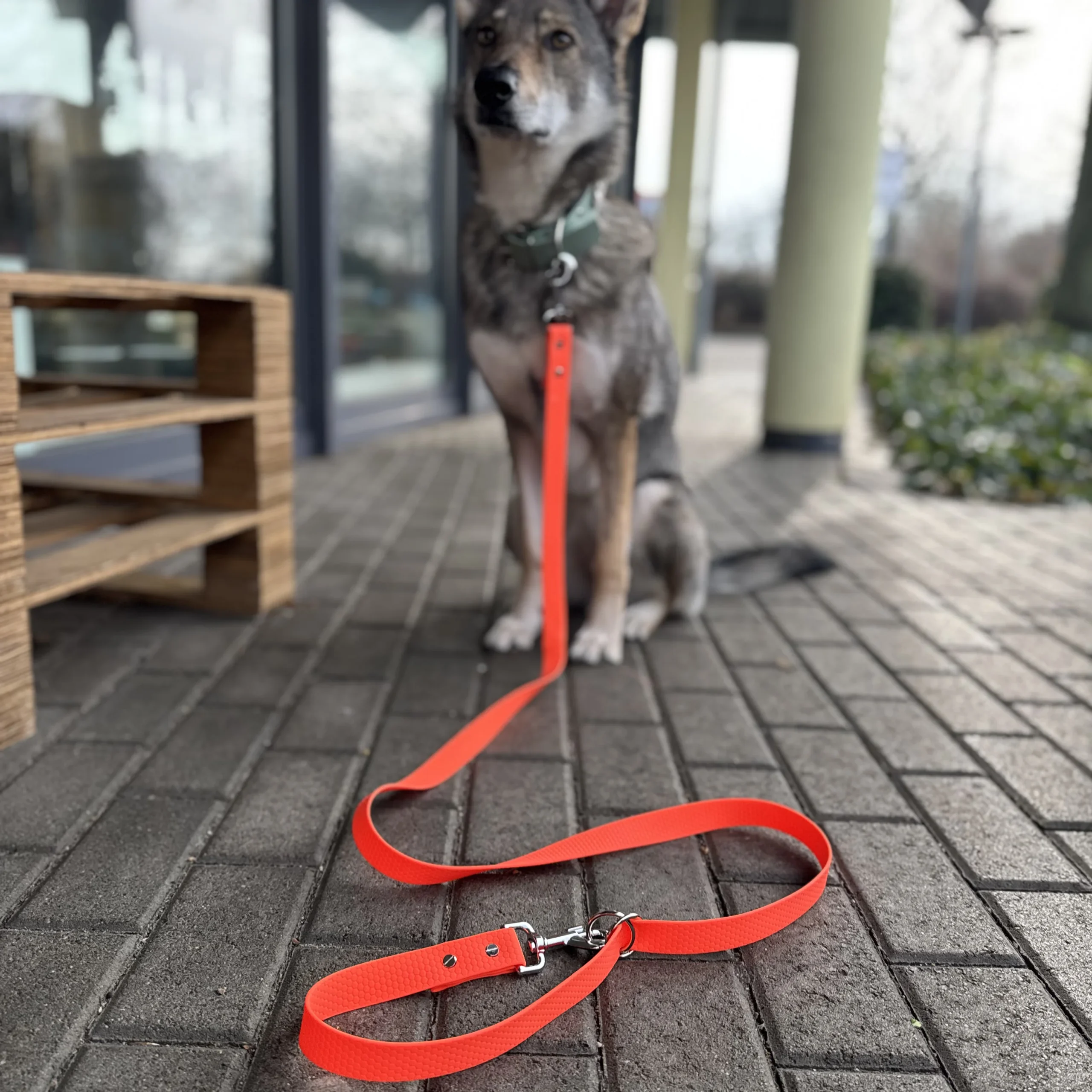 Handsfree Hunde Leine aus Hexa – Bild 4